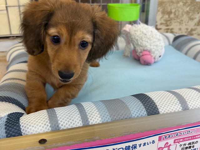 ミニチュアダックス