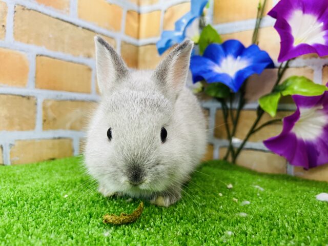 ネザーランドドワーフ