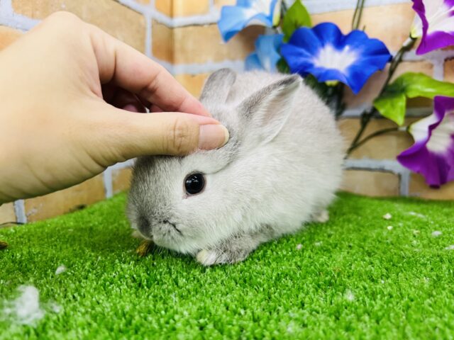 ネザーランドドワーフ