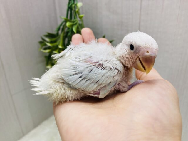 コザクラインコ（小桜インコ）