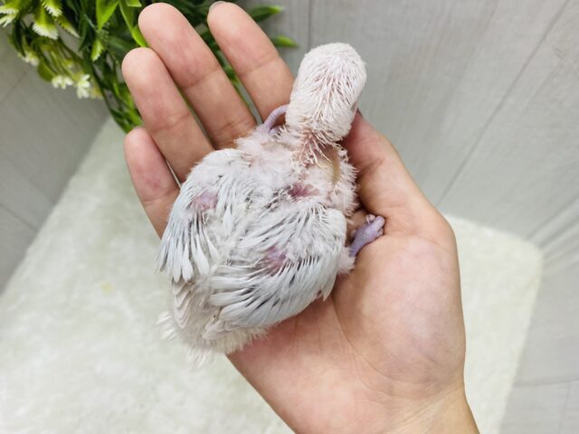コザクラインコ（小桜インコ）