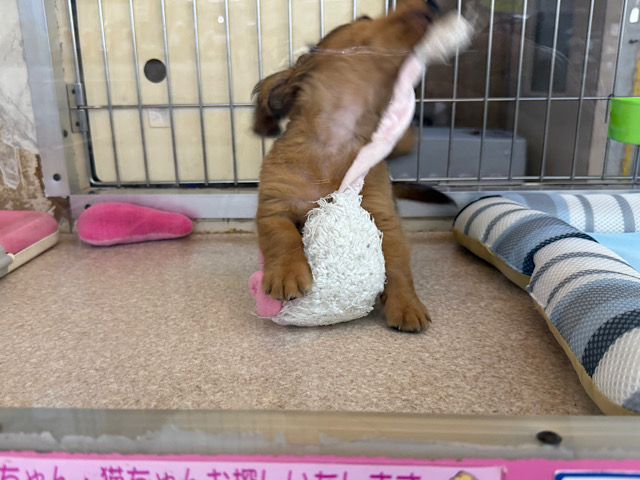 ミニチュアダックス