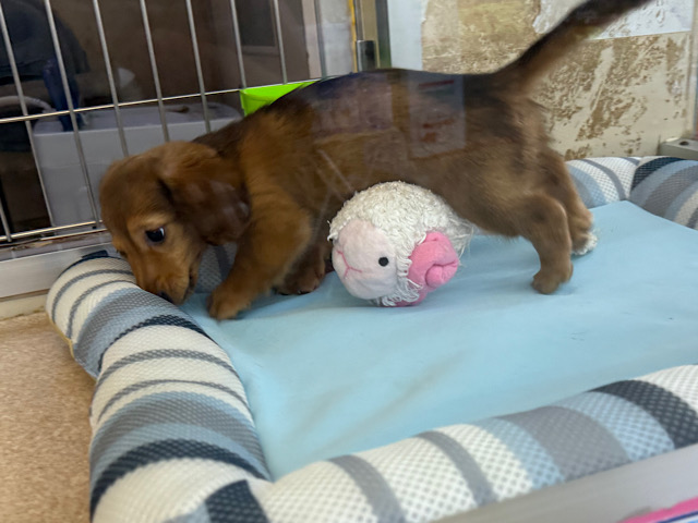 ミニチュアダックス