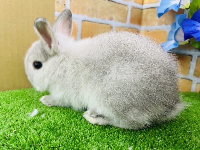 ネザーランドドワーフ