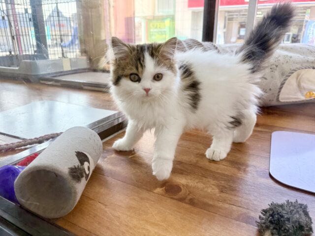 スコティッシュフォールド