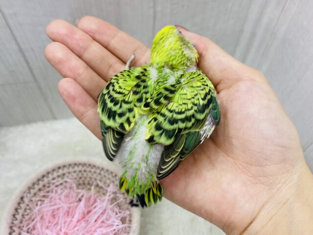 セキセイインコ