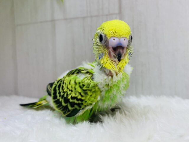 セキセイインコ