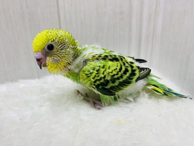 セキセイインコ