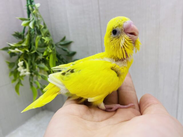セキセイインコ