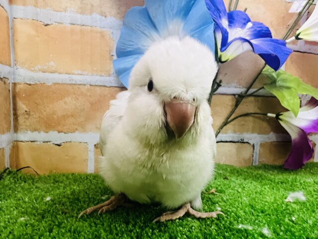 オキナインコ