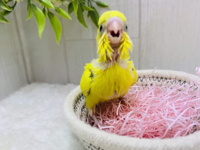 セキセイインコ