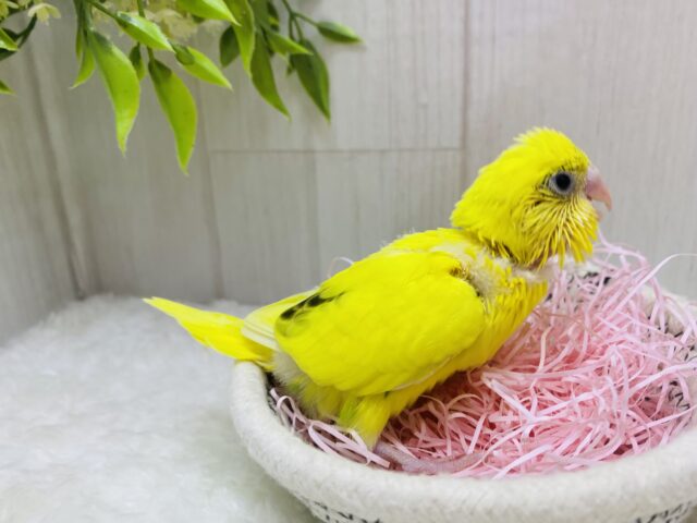 セキセイインコ