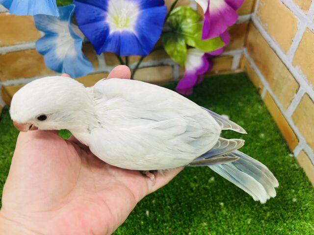 オキナインコ
