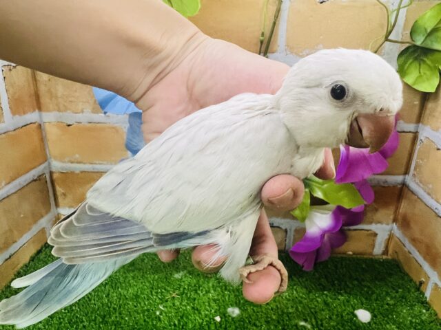 オキナインコ