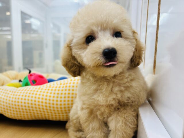 トイプードル
