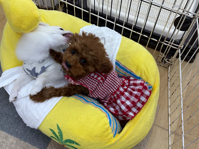 ポメチー（ポメチワ）