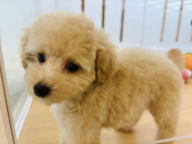トイプードル