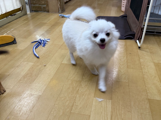 ポメチー（ポメチワ）