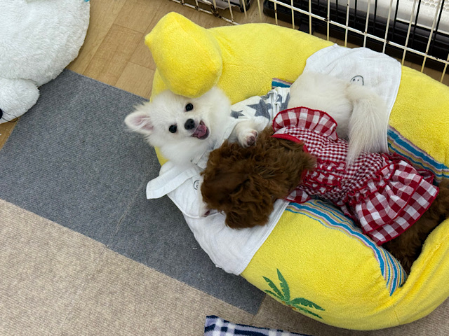 ポメチー（ポメチワ）