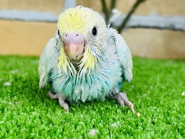 セキセイインコ