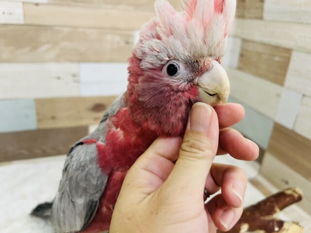 モモイロインコ