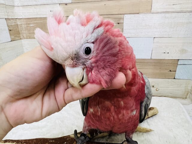 モモイロインコ
