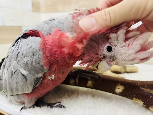モモイロインコ