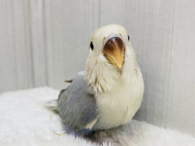 最新画像有ります‼️落ち着いたブルーも素敵でしょ✨キュートなお顔の😍コザクラインコターコイズシナモンオパーリン💙