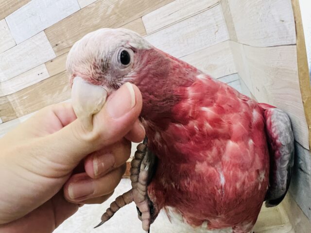 モモイロインコ