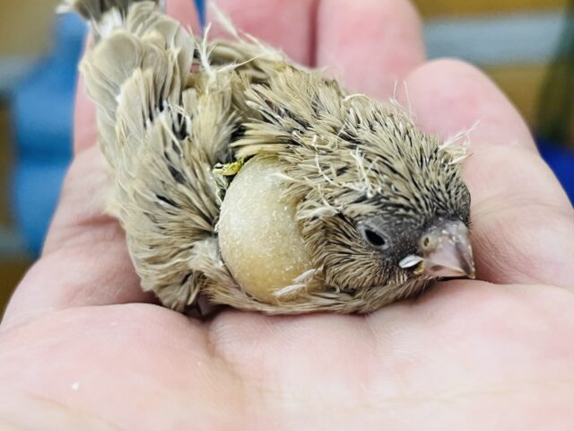 錦花鳥（キンカチョウ）