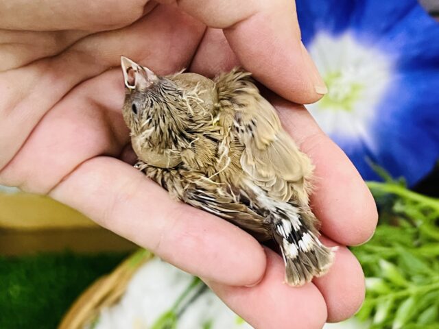 錦花鳥（キンカチョウ）