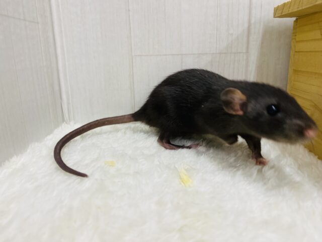 ファンシーラット