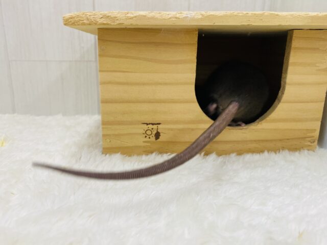 ファンシーラット