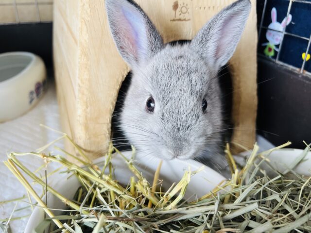 ネザーランドドワーフ