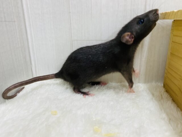 ファンシーラット