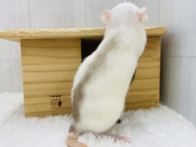 ファンシーラット