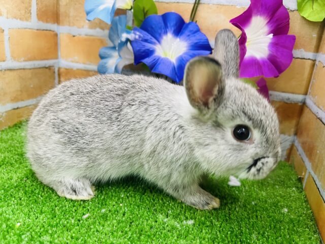 ネザーランドドワーフ