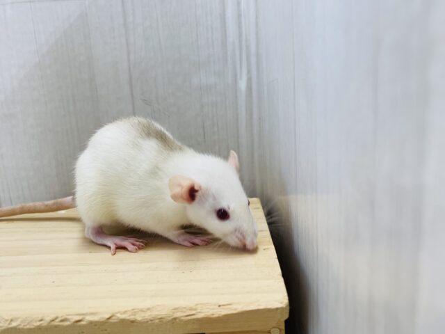 ファンシーラット