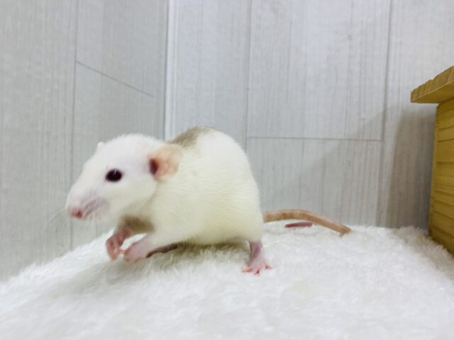 ファンシーラット