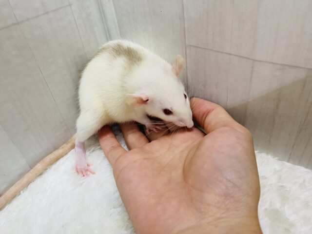 ファンシーラット