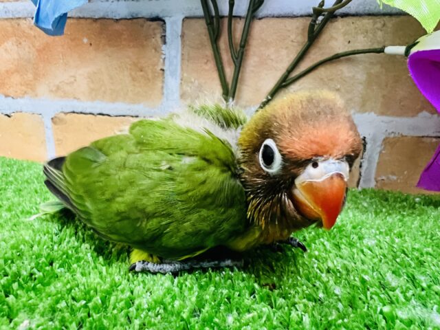 キエリボタンインコ