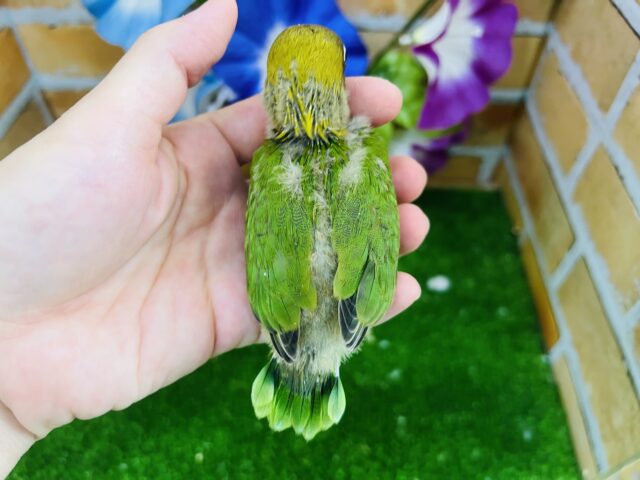 キエリボタンインコ