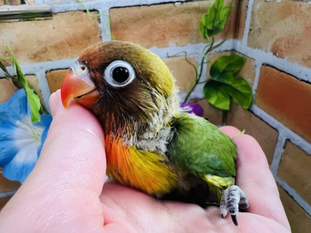 情熱的〜🎶なくっきりカラー🟢キエリボタンインコ入舎しました！