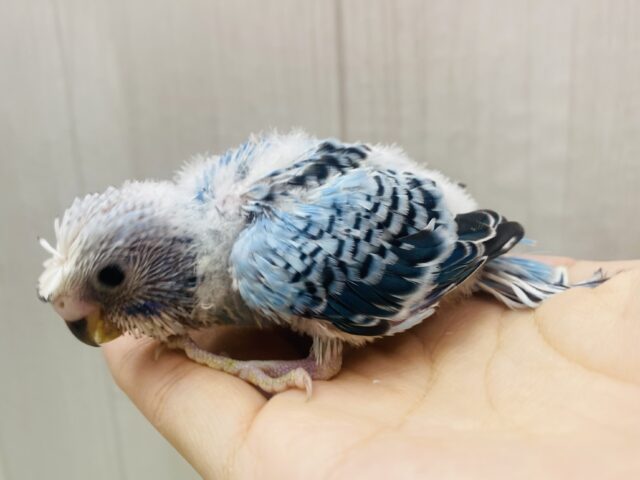 梵天セキセイインコ