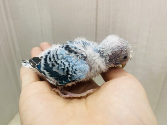 梵天セキセイインコ