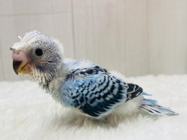 梵天セキセイインコ