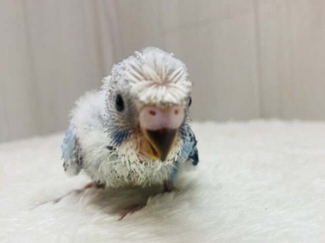 梵天セキセイインコ