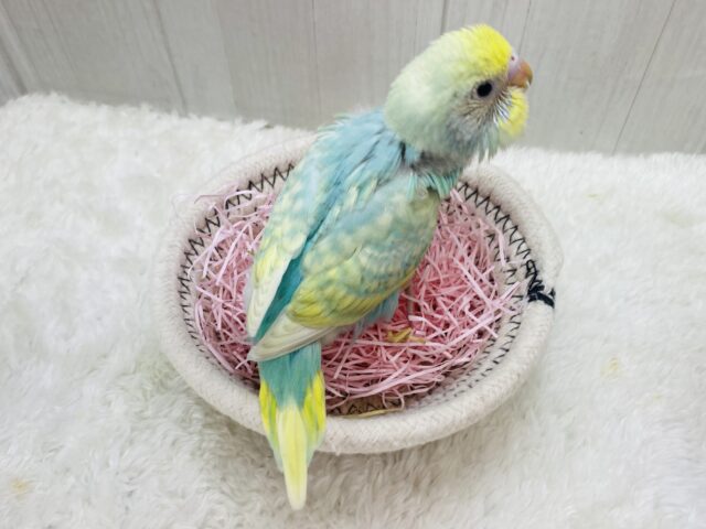 セキセイインコ