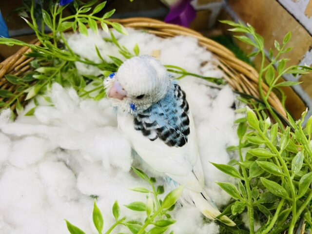 セキセイインコ