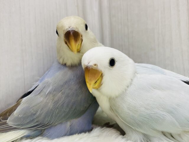 レアカラー限定🤩✨コザクラインコフェア‼️